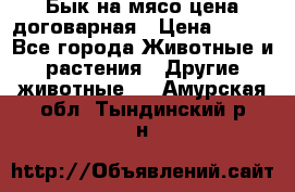 Бык на мясо цена договарная › Цена ­ 300 - Все города Животные и растения » Другие животные   . Амурская обл.,Тындинский р-н